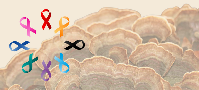 Therapeutic Potential of Turkey Tail Mushrooms in Cancer Treatment