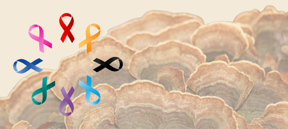 Therapeutic Potential of Turkey Tail Mushrooms in Cancer Treatment