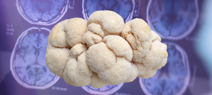 Lion's Mane Mushroom: A Potential Ally in Alzheimer's Disease Awareness Month